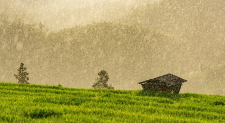 APA SOLUSI TERBAIK MENGATASI HAMA PADI DI SAWAH TADAH HUJAN