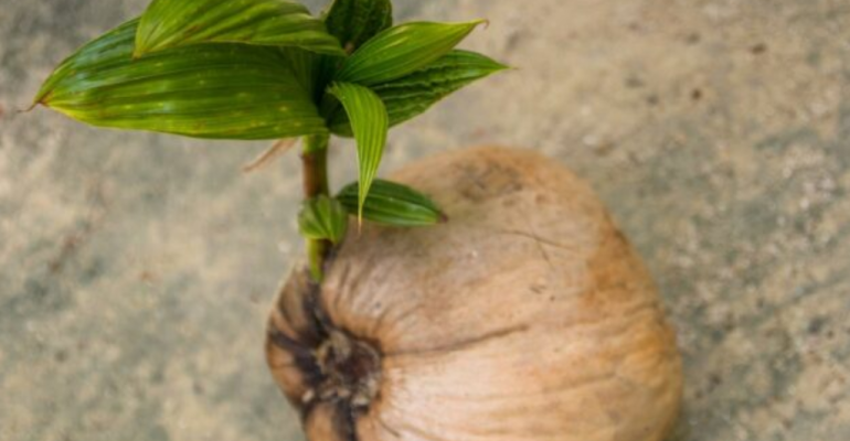 APAKAH TUNAS BARU PADA KELAPA LEBIH TAHAN SETELAH TUNAS LAMA MATI