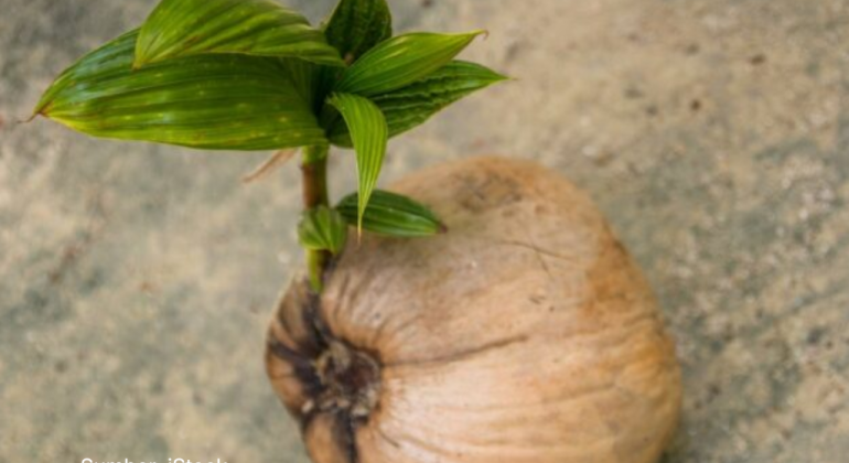 APAKAH TUNAS BARU PADA KELAPA LEBIH TAHAN SETELAH TUNAS LAMA MATI