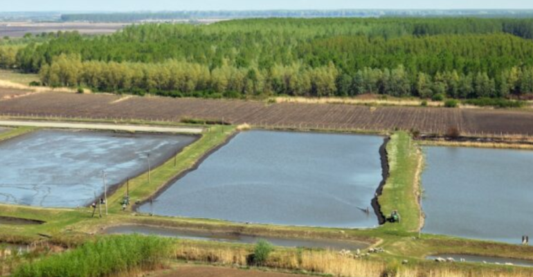 _BAGAIMANA CARA MENGEMBALIKAN KESUBURAN SAWAH DI SEKITAR AREA TAMBAK