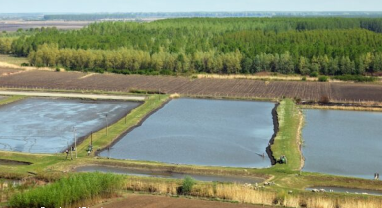 _BAGAIMANA CARA MENGEMBALIKAN KESUBURAN SAWAH DI SEKITAR AREA TAMBAK