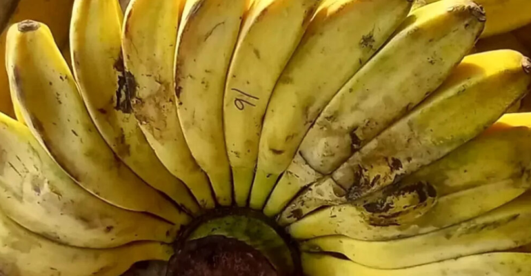 BEGINI LANGKAH-LANGKAH BUDIDAYA PISANG KEPOK