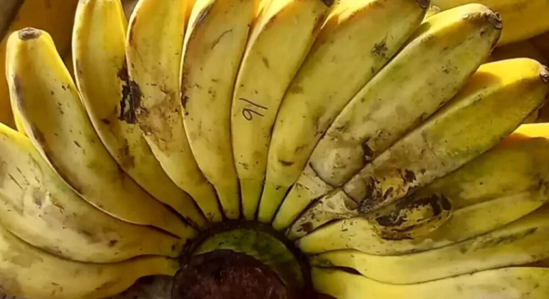 BEGINI LANGKAH-LANGKAH BUDIDAYA PISANG KEPOK