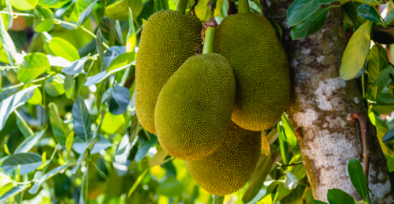 BUDIDAYA BUAH NANGKA BAGI PEMULA AGAR CEPAT TUMBUH