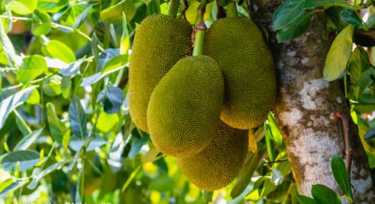 BUDIDAYA BUAH NANGKA BAGI PEMULA AGAR CEPAT TUMBUH