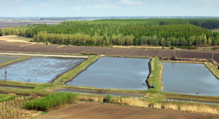 IPB DIGITANI - TANI DAN NELAYAN CENTER IPB UNIVERSITY - BAGAIMANA CARA MENGEMBALIKAN KESUBURAN SAWAH DI SEKITAR AREA TAMBAK