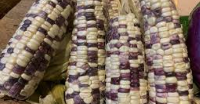 JAGUNG PULUT SUMBER KARBOHIDRAT BERGIZI TINGGI