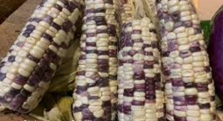 JAGUNG PULUT SUMBER KARBOHIDRAT BERGIZI TINGGI