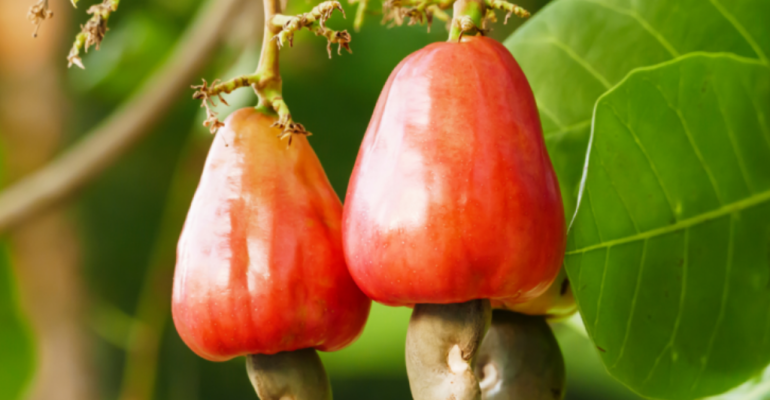 MANFAAT KANDUNGAN JAMBU MONYET BAGI KESEHATAN