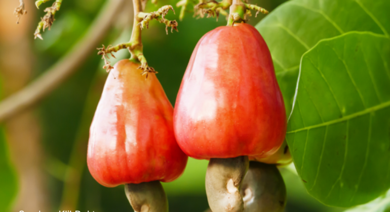 MANFAAT KANDUNGAN JAMBU MONYET BAGI KESEHATAN