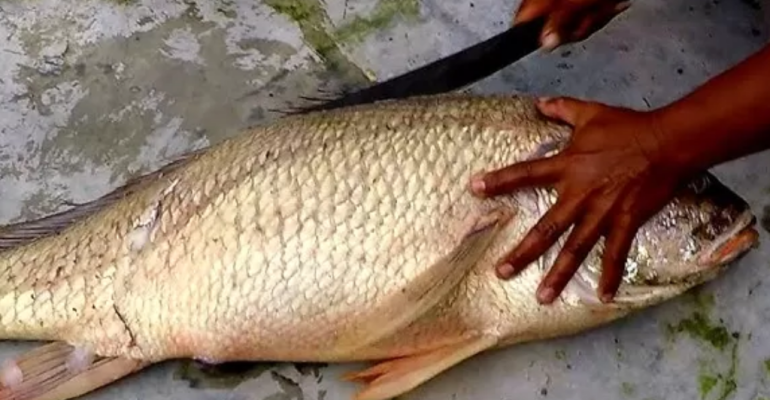 MENGENAL IKAN TIRUSAN SPESIES BERNILAI TINGGI IDAMAN NELAYAN 