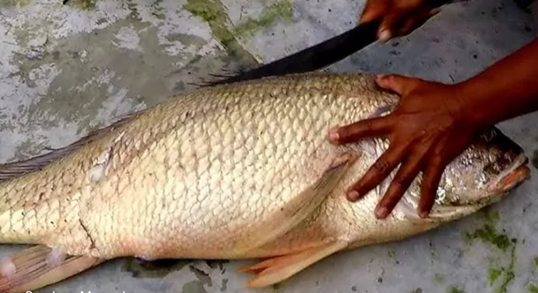 MENGENAL IKAN TIRUSAN SPESIES BERNILAI TINGGI IDAMAN NELAYAN 
