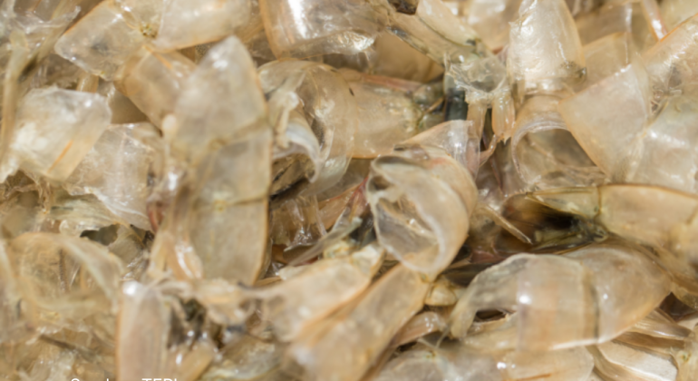 MENGUBAH LIMBAH KULIT UDANG MENJADI SUMBER KEUNTUNGAN