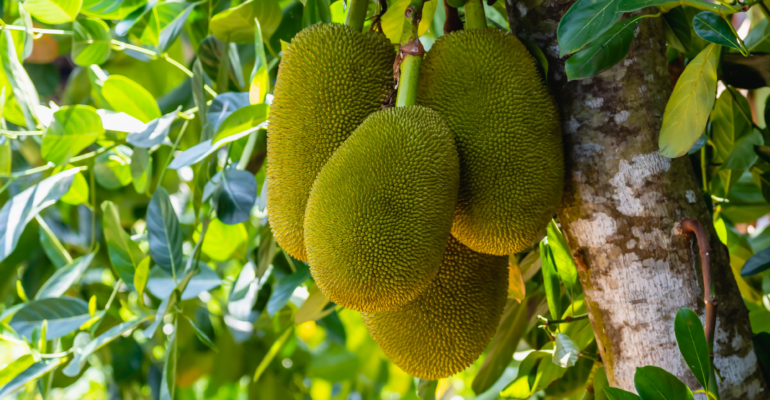 BUDIDAYA BUAH NANGKA BAGI PEMULA AGAR CEPAT TUMBUH