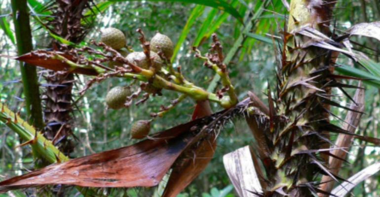 ROTAN MANAU DARI HUTAN INDONESIA KE INDUSTRI DAN KESEHATAN