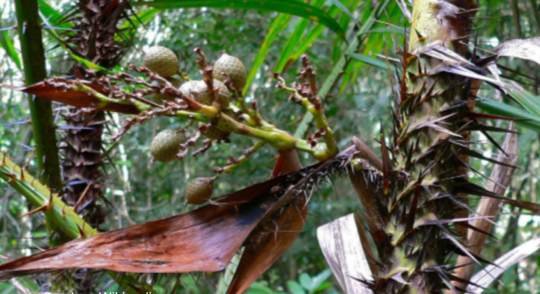 ROTAN MANAU DARI HUTAN INDONESIA KE INDUSTRI DAN KESEHATAN