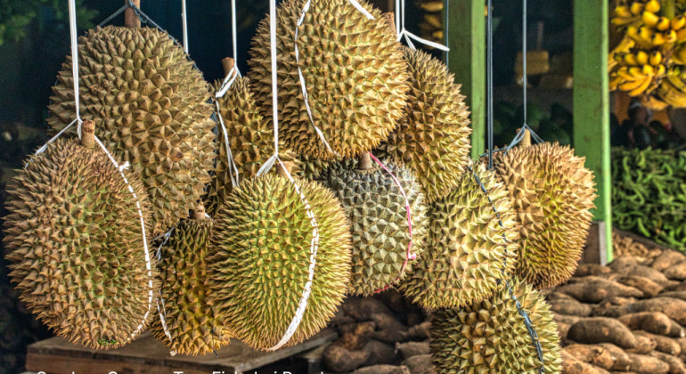 TERNYATA INI LAH PENYEBAB BAU PADA BUAH DURIAN