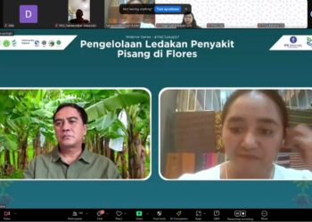 TNC IPB UNIVERSITY DORONG KOLABORASI UNTUK TANGANI PENYAKIT PISANG DI FLORES MELALUI WEBINAR SERIES #TNCTalks
