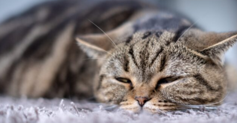 APA LANGKAH TERBAIK JIKA MATA PADA KUCING BERAIR