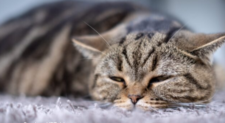 APA LANGKAH TERBAIK JIKA MATA PADA KUCING BERAIR
