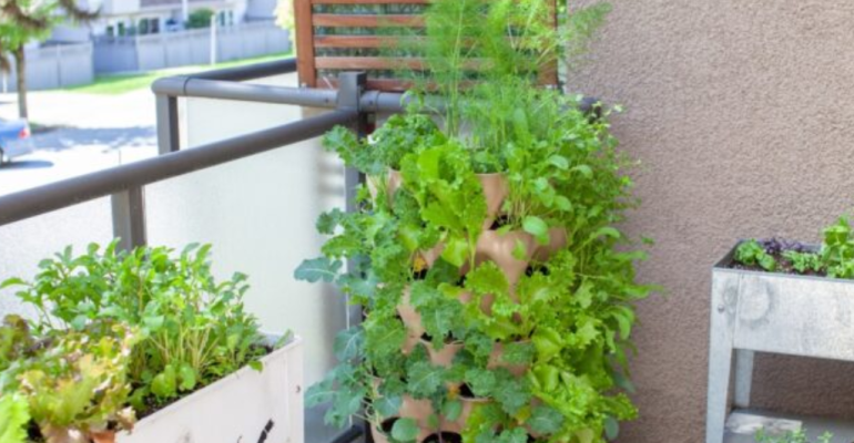 APA SAJA TANAMAN YANG COCOK DITANAM DI TOWER GARDEN