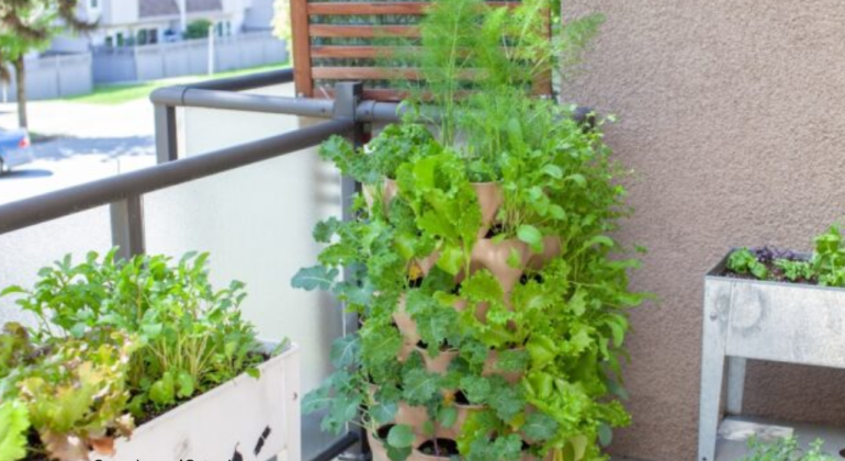 APA SAJA TANAMAN YANG COCOK DITANAM DI TOWER GARDEN