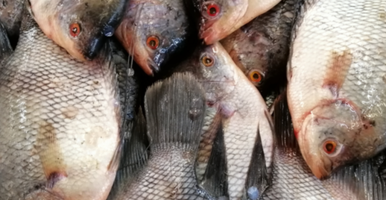 AYO MAKAN IKAN! JAGA KESEHATAN DENGAN RUTIN KONSUMSI IKAN