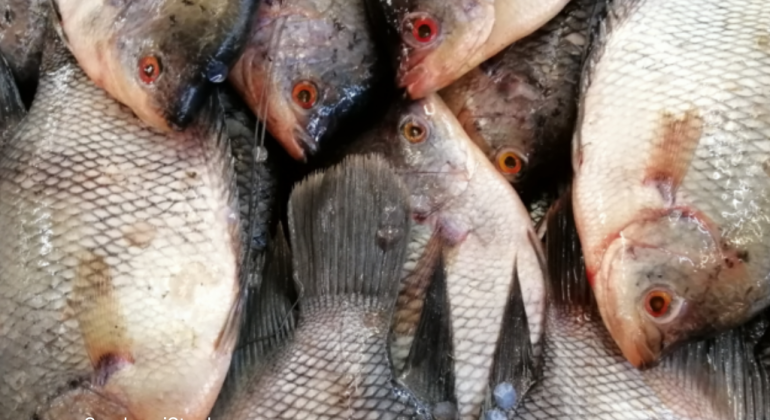 AYO MAKAN IKAN! JAGA KESEHATAN DENGAN RUTIN KONSUMSI IKAN