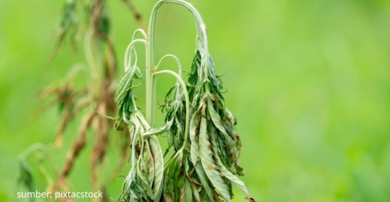 BAGAIMANA CARA EFEKTIF MENGATASI FUSARIUM PADA TANAMAN DI MUSIM HUJAN