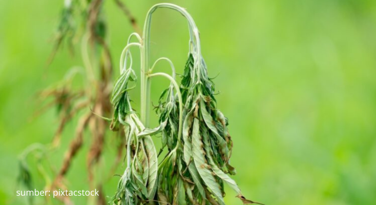 BAGAIMANA CARA EFEKTIF MENGATASI FUSARIUM PADA TANAMAN DI MUSIM HUJAN