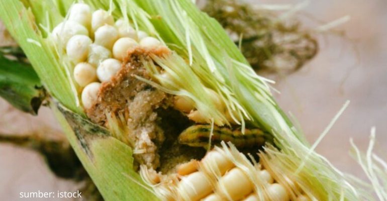 BAGAIMANA MENCEGAH DAN MENGATASI SERANGAN HAMA PADA JAGUNG
