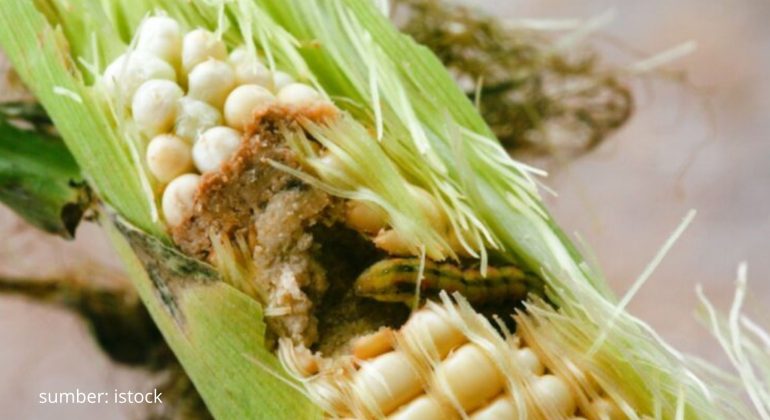 BAGAIMANA MENCEGAH DAN MENGATASI SERANGAN HAMA PADA JAGUNG