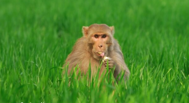 BAGAIMANA MENGUSIR KERA DARI LADANG SECARA RAMAH LINGKUNGAN