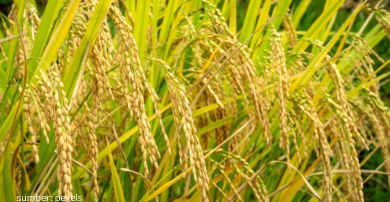 BIO-IMUNISASI BENIH IPB VAKSIN TANAMAN PADI UNTUK SOLUSI PERTANIAN BERKELANJUTAN