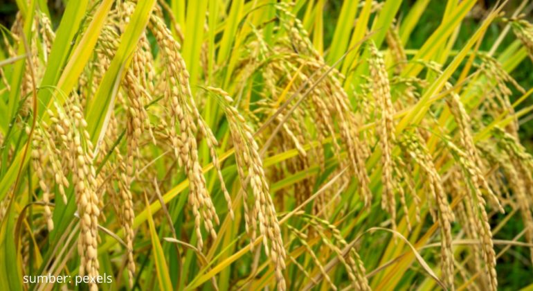 BIO-IMUNISASI BENIH IPB VAKSIN TANAMAN PADI UNTUK SOLUSI PERTANIAN BERKELANJUTAN