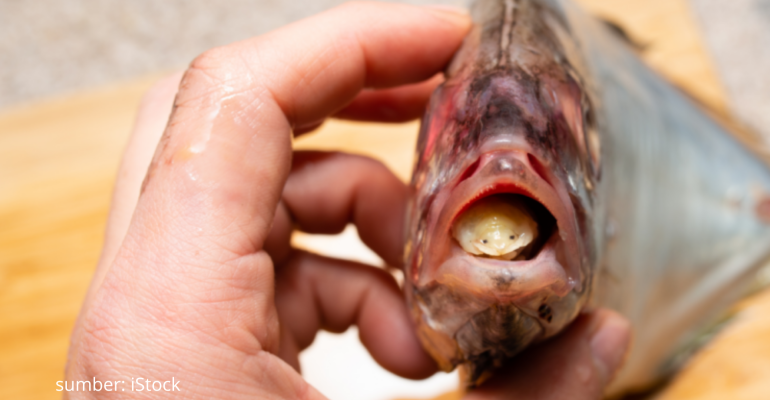 CYMOTHOA EXIGUA PARASIT PENGGANTI LIDAH PADA IKAN  