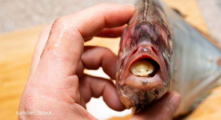 CYMOTHOA EXIGUA PARASIT PENGGANTI LIDAH PADA IKAN  