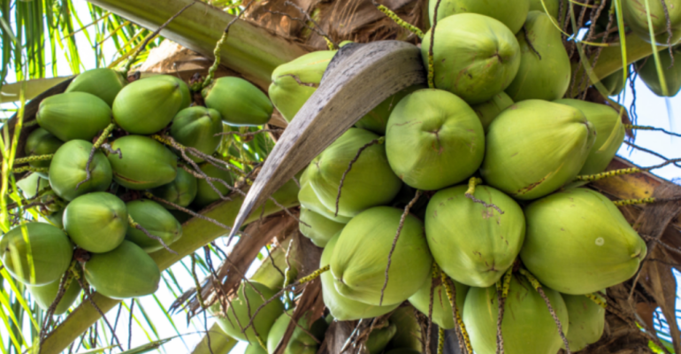 INTIP MANFAAT BUAH KELAPA UNTUK KESEHATAN TUBUH