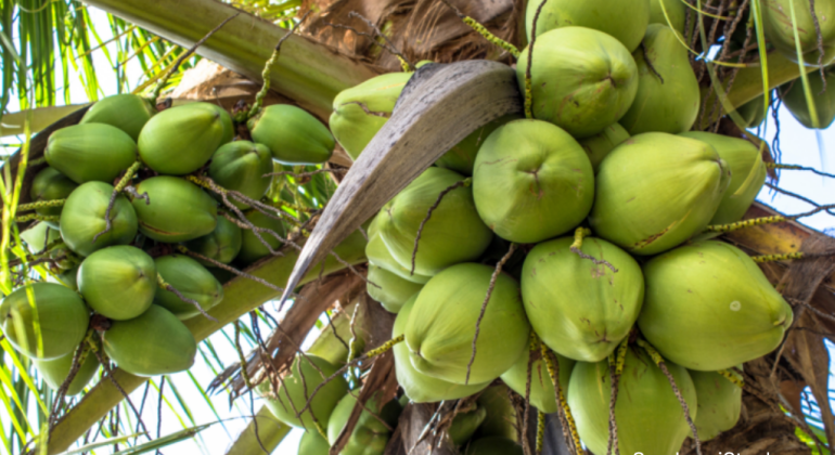 INTIP MANFAAT BUAH KELAPA UNTUK KESEHATAN TUBUH