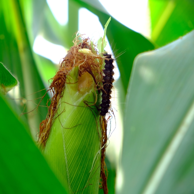 IPB DIGITANI - TANI DAN NELAYAN CENTER IPB UNIVERSITY - APA INSEKTISIDA EFEKTIF UNTUK MENGENDALIKAN HAMA ULAT JAGUNG