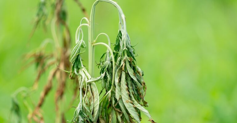 IPB DIGITANI - TANI DAN NELAYAN CENTER IPB UNIVERSITY - BAGAIMANA CARA EFEKTIF MENGATASI FUSARIUM PADA TANAMAN DI MUSIM HUJAN