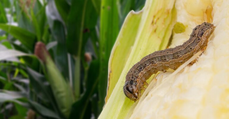 IPB DIGITANI - TANI DAN NELAYAN CENTER IPB UNIVERSITY - BAGAIMANA MENCEGAH HAMA SPODOPTERA FRUGIPERDA PADA JAGUNG