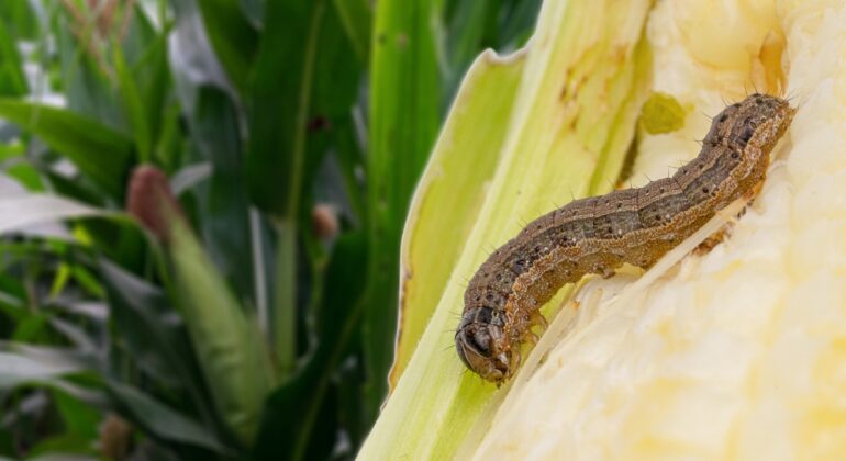 IPB DIGITANI - TANI DAN NELAYAN CENTER IPB UNIVERSITY - BAGAIMANA MENCEGAH HAMA SPODOPTERA FRUGIPERDA PADA JAGUNG