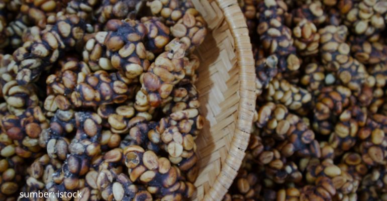 KOPI FERMENTASI ENZIMATIS SOLUSI KEBERLANJUTAN KOPI LUWAK 
