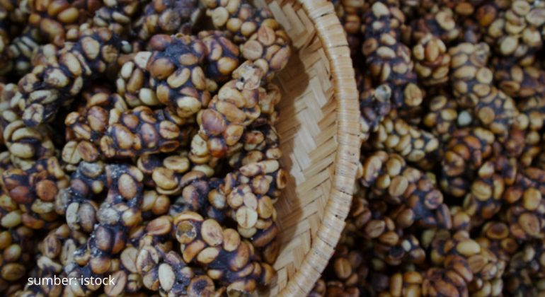 KOPI FERMENTASI ENZIMATIS SOLUSI KEBERLANJUTAN KOPI LUWAK 