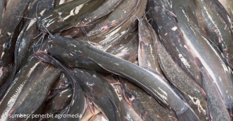 MENGENAL JENIS-JENIS IKAN LELE YANG SERING DIKONSUMSI