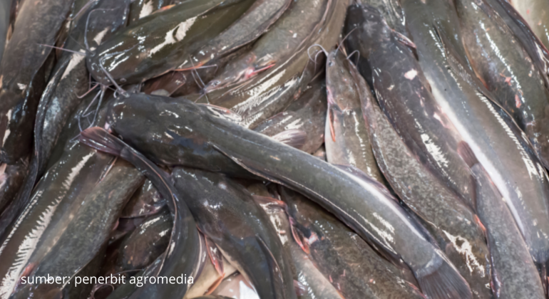 MENGENAL JENIS-JENIS IKAN LELE YANG SERING DIKONSUMSI