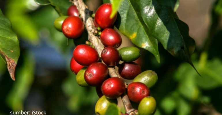 PENGGEREK BUAH KOPI, SI MUSUH BEBUYUTAN PETANI