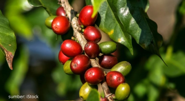 PENGGEREK BUAH KOPI, SI MUSUH BEBUYUTAN PETANI