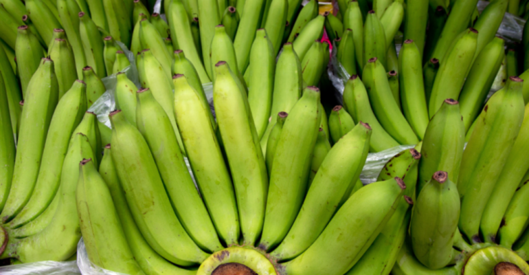 TIPS MENJAGA KUALITAS PISANG CAVENDISH